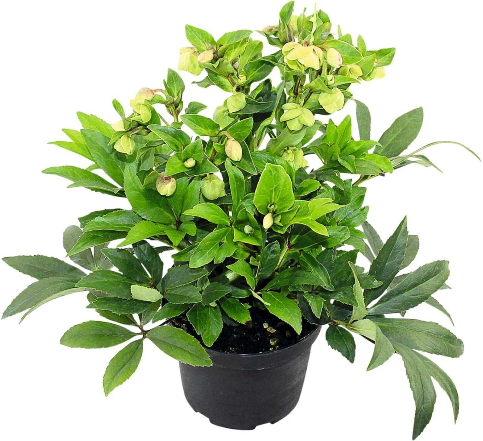 Helleborus Winterbells P14 cm