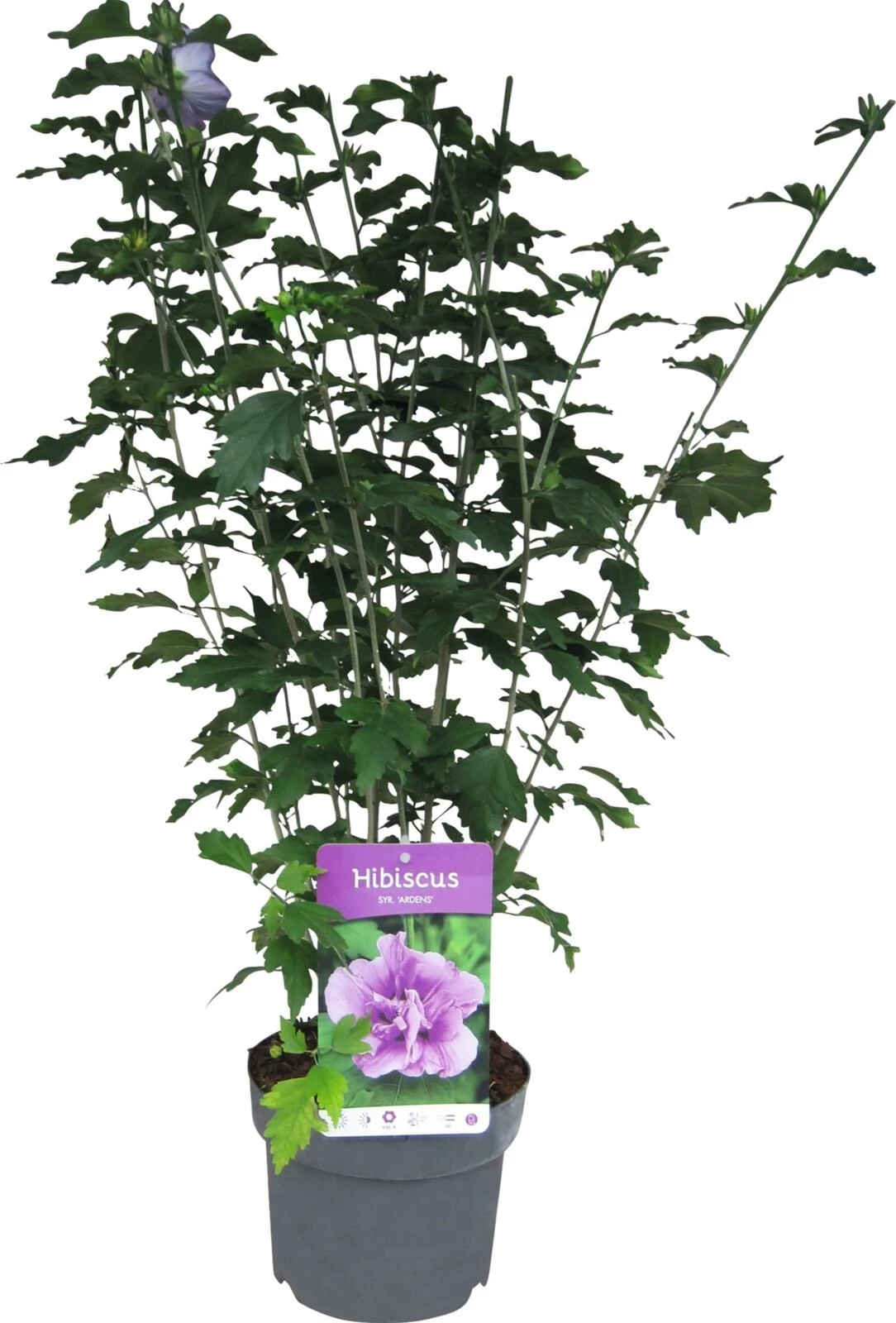 Hibiskus Syriacus  P19 cm