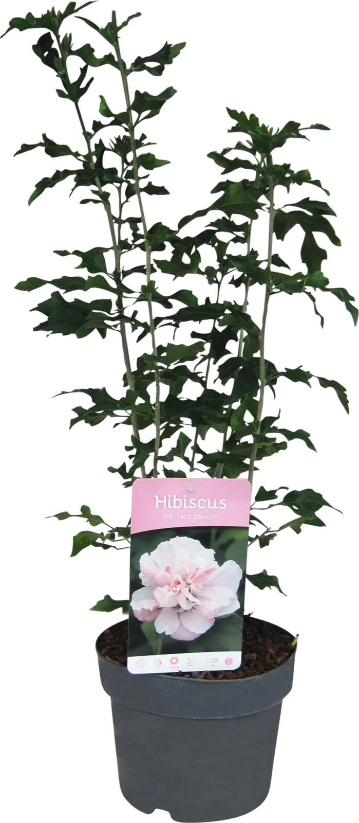 Hibiskus Syriacus P19 cm kaufen Einjährige Beet u. Balkonpflanzen