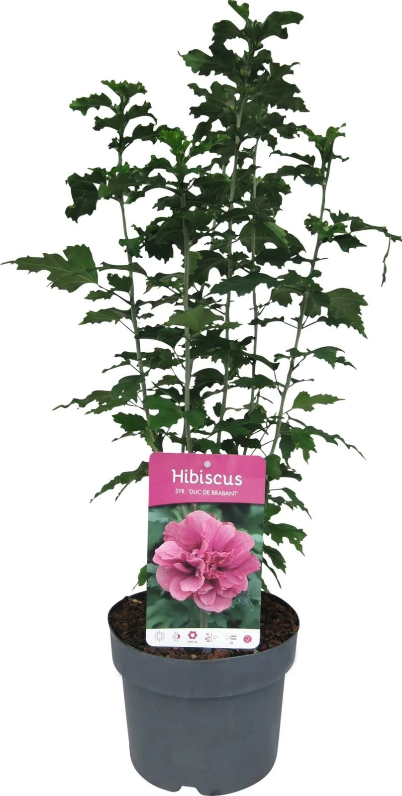 Hibiskus Syriacus P19 cm kaufen Einjährige Beet u. Balkonpflanzen