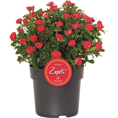 Roses Zepeti P3.5 l