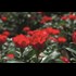 Roses Zepeti P3.5 l