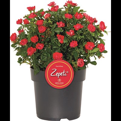 Roses Zepeti P6 l