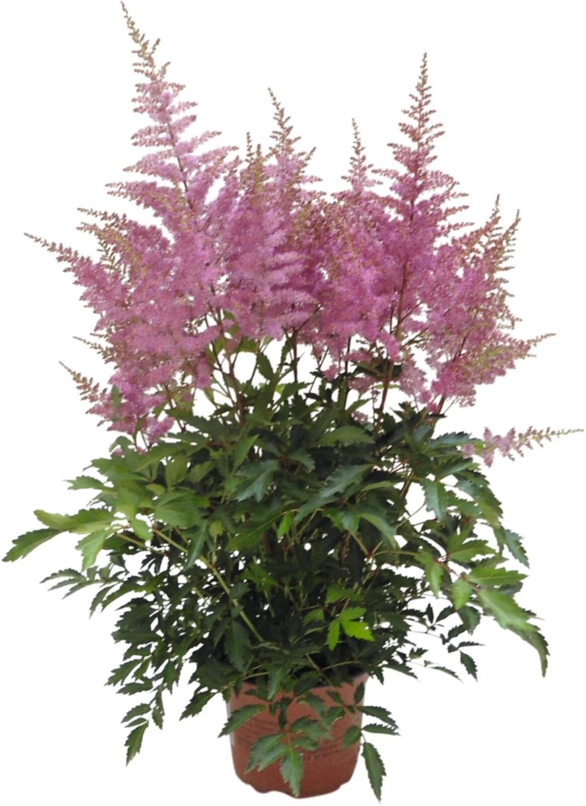 Astilbe Farbspiel P17 cm