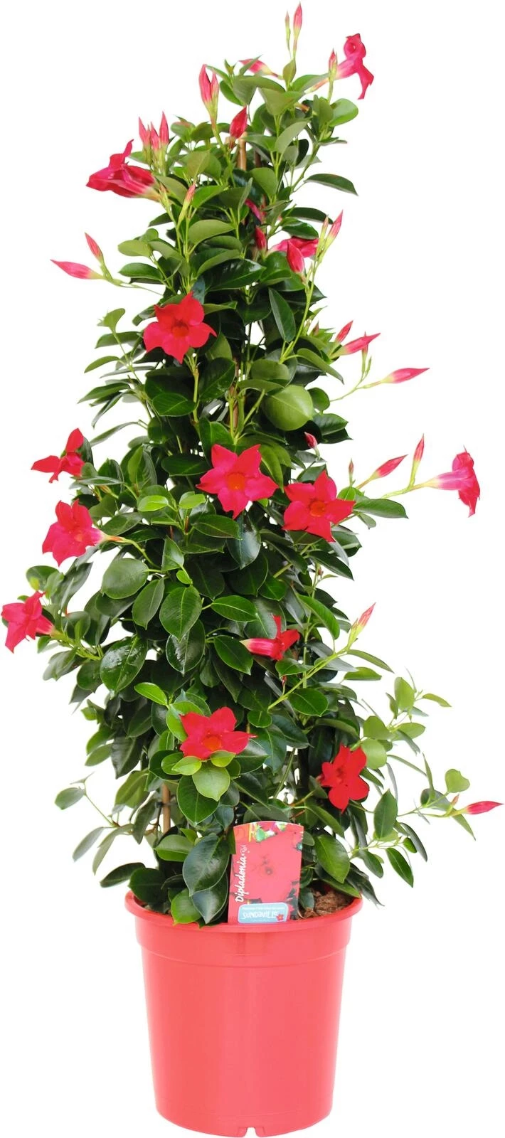 Dipladenia Pyramide P23 cm