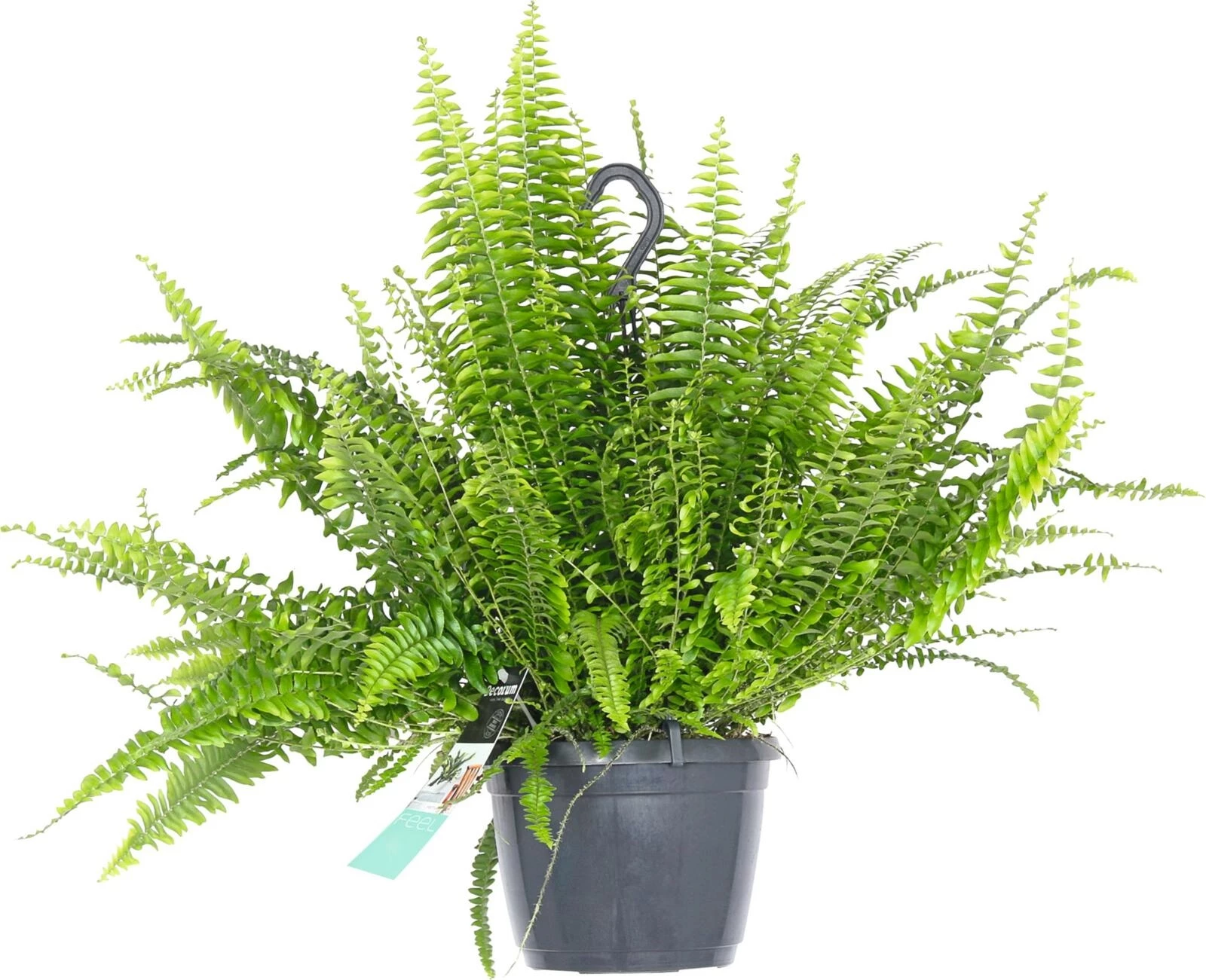 Nephrolepis Ampel P17 cm