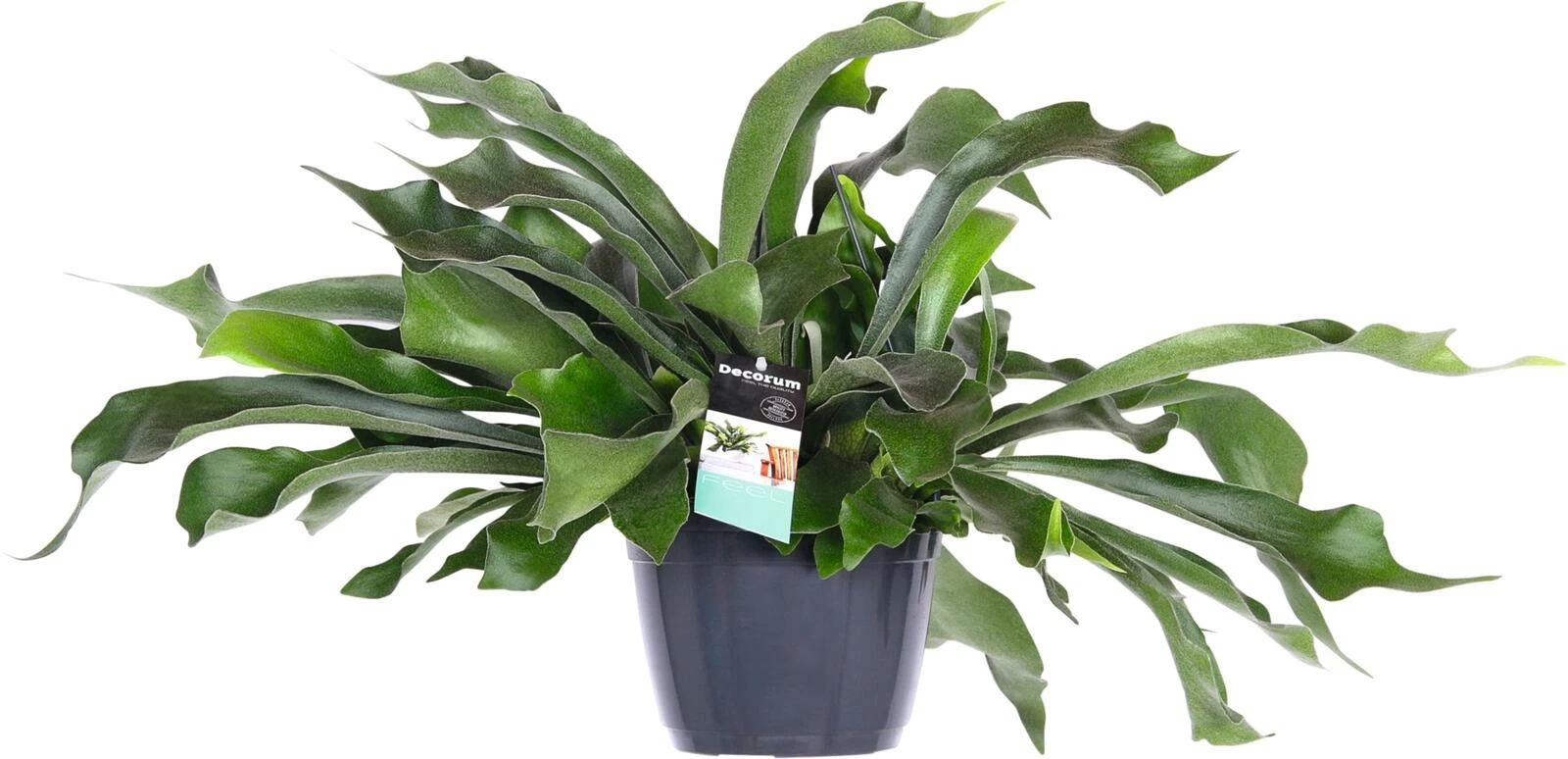 Platycerium Ampel P17 cm