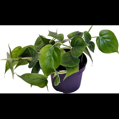 Philodendron P12 cm