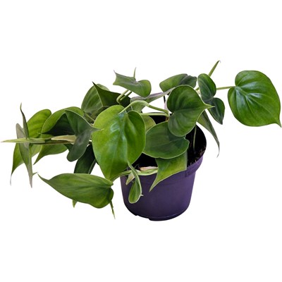 Philodendron P12 cm