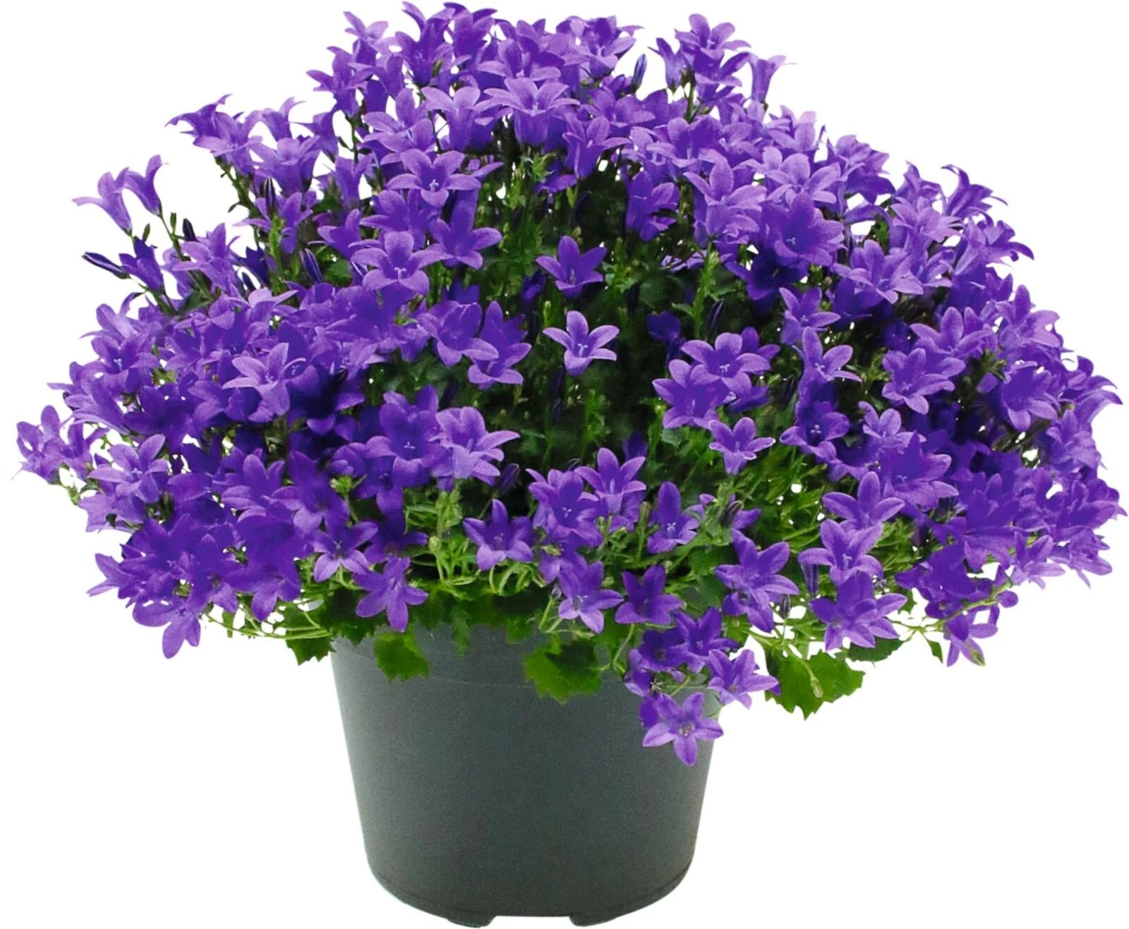 Campanula portenschlagiana P14 cm