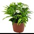 Dianthus P14 cm