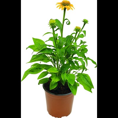 Echinacea  P14 cm