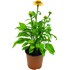 Echinacea  P14 cm
