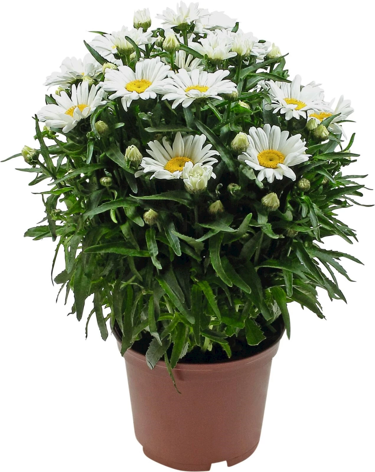 Leucanthemum P14 cm