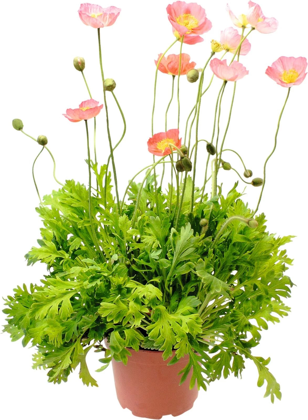 Papaver Nudi. P14 cm