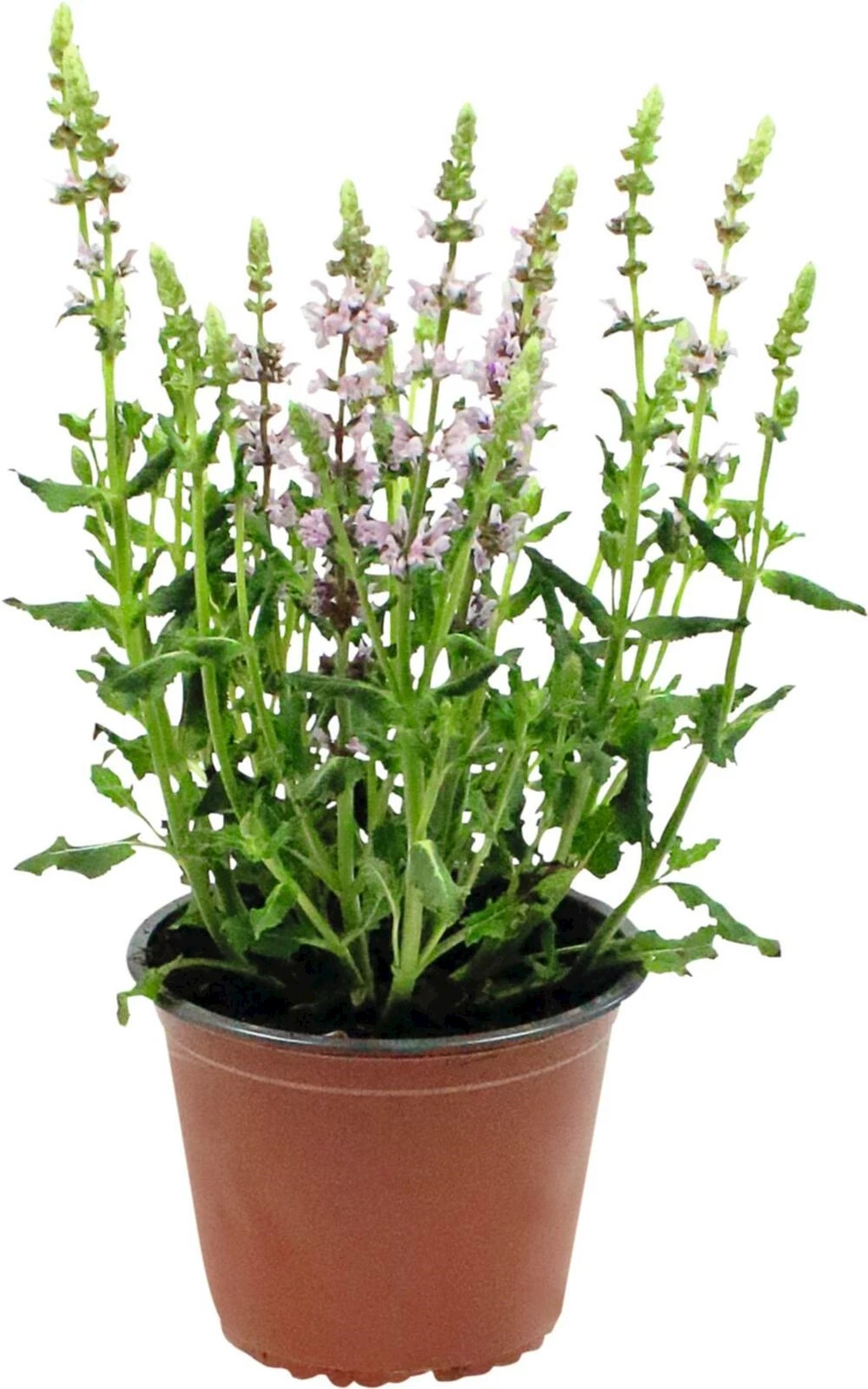 Salvia nemorosa P14 cm