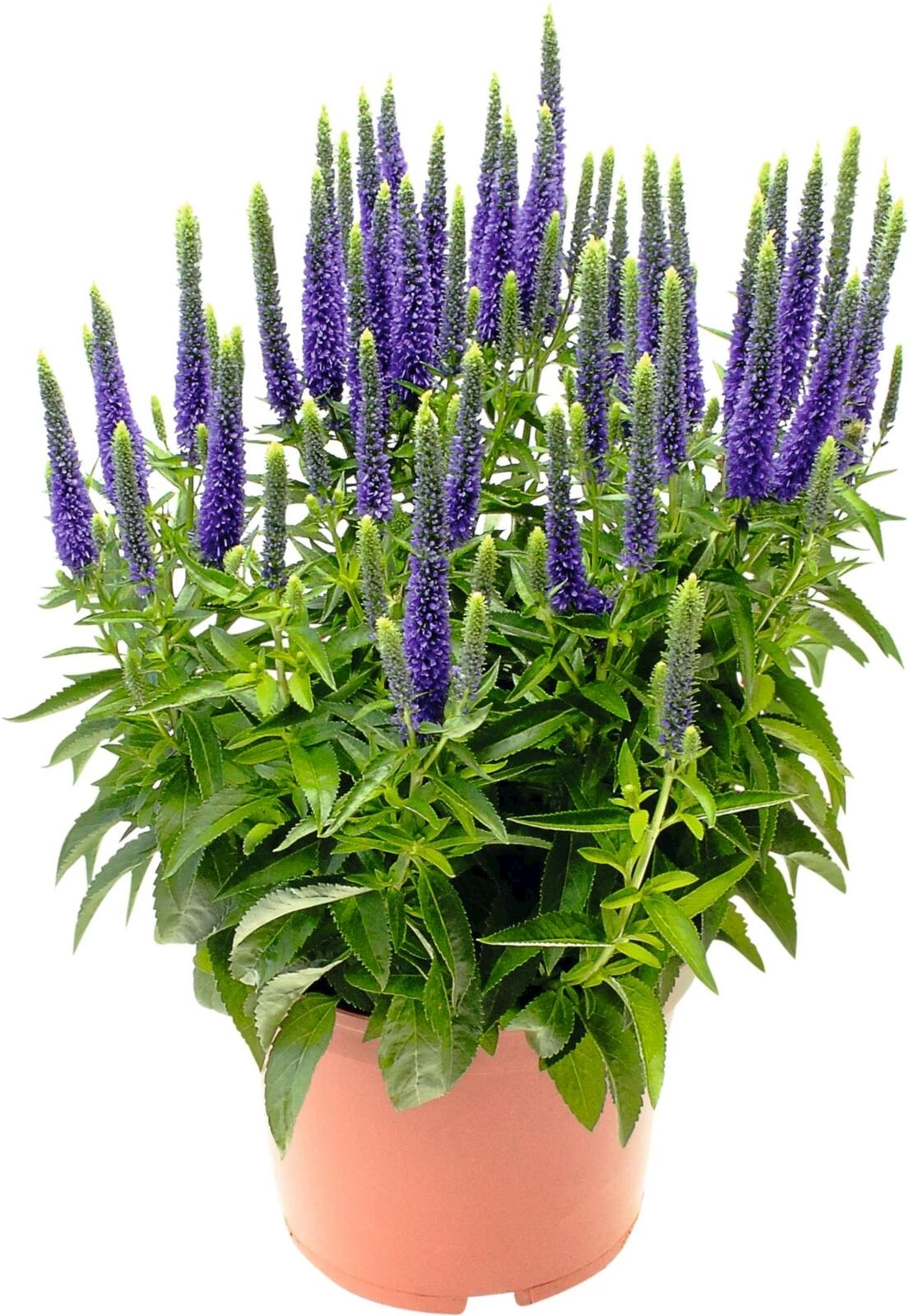 Veronica P14 cm kaufen Kletterpflanzen u. mehrjährige Pflanzen LANDI