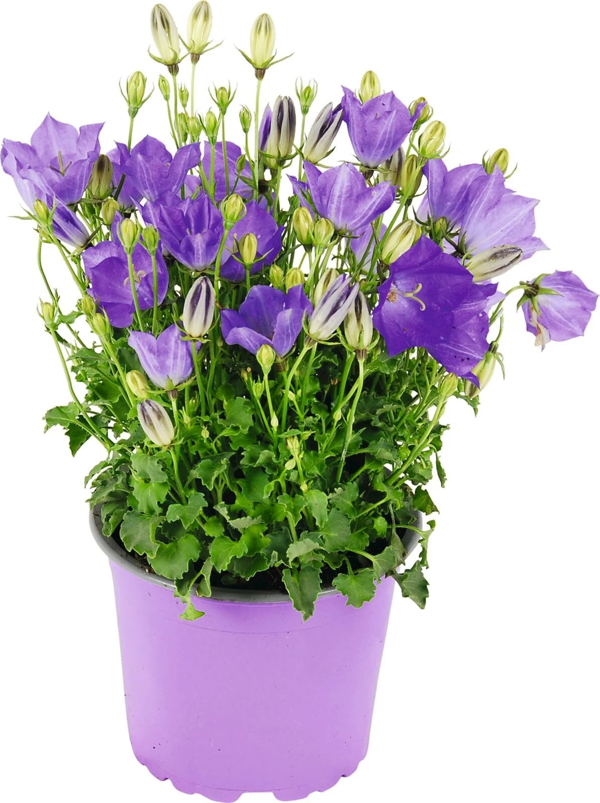 Campanula Carpatica P12 cm