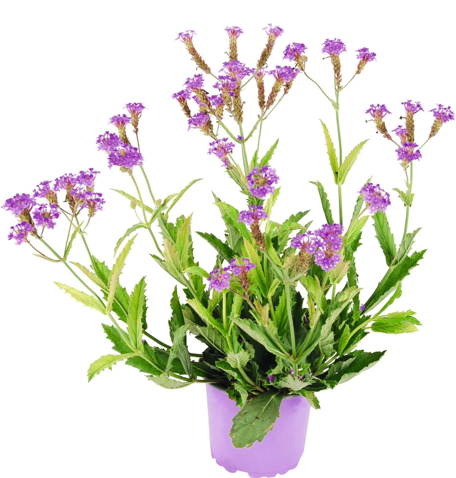 Verbena rigida P12 cm