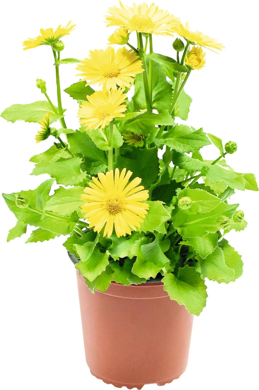 Doronicum P1 l