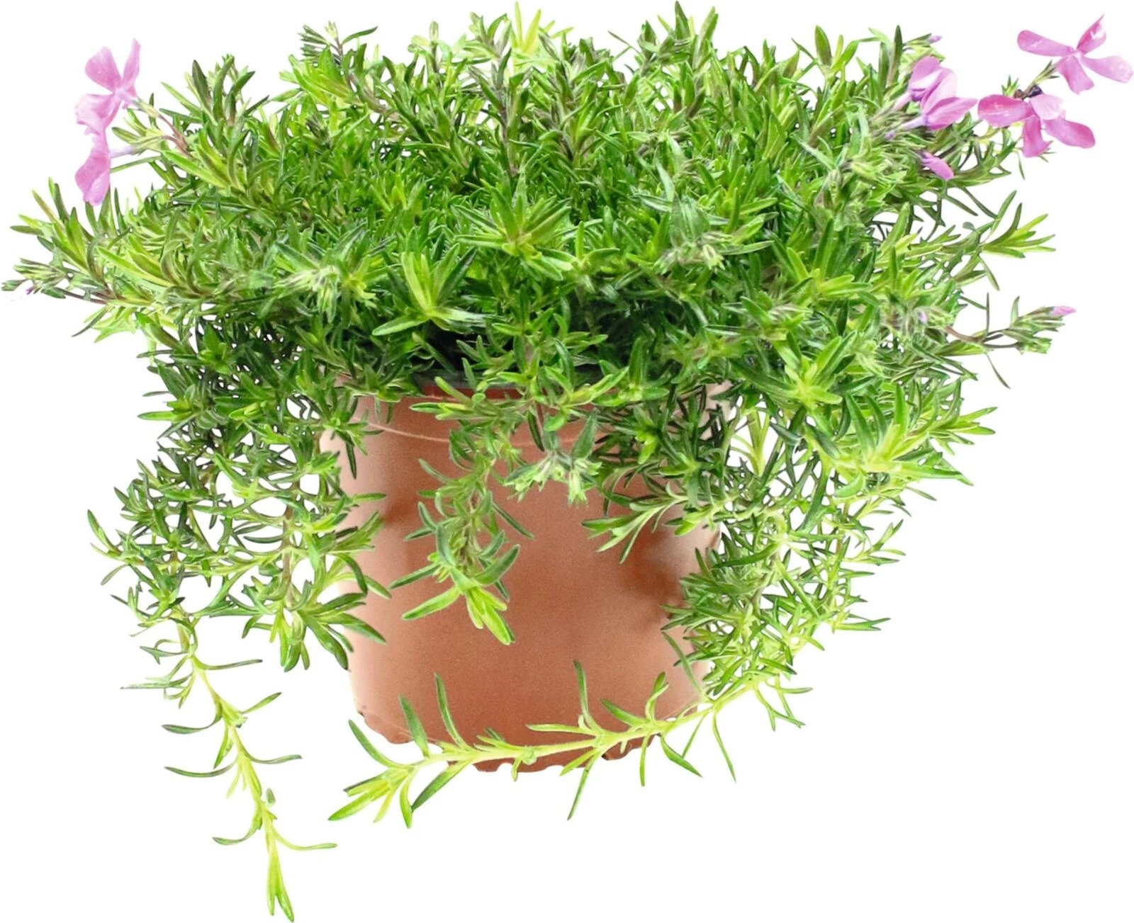 Phlox subulata  P1 l