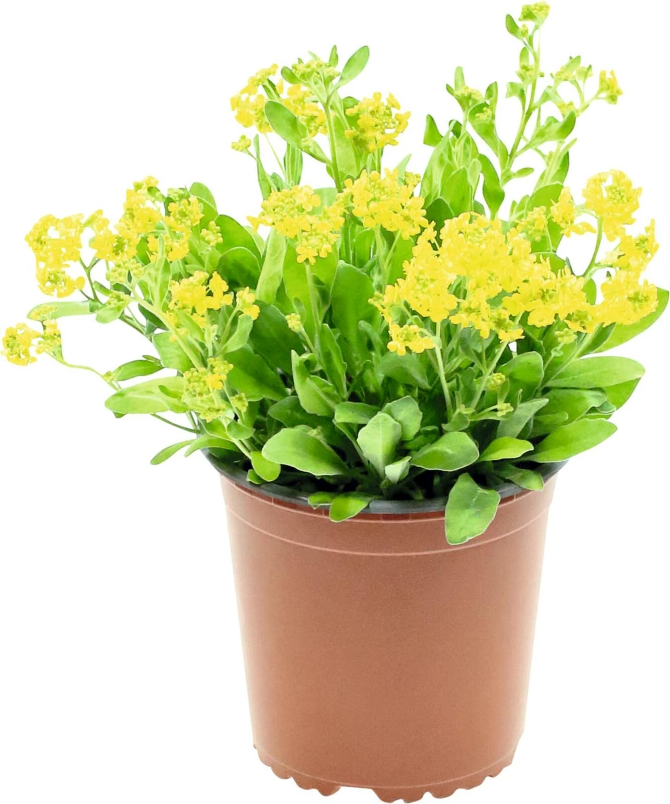 Aurinia saxatilis P1 l