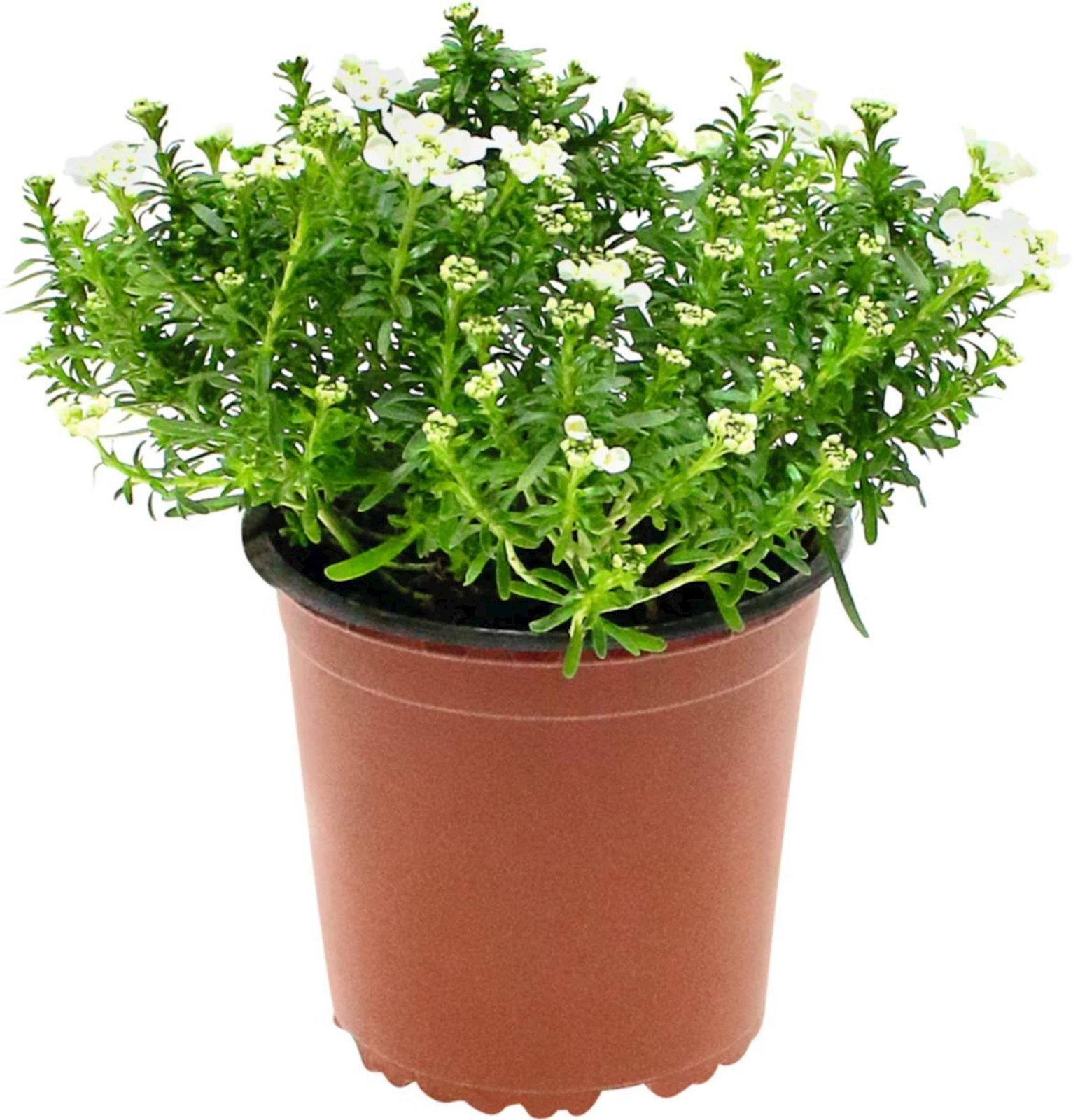 Iberis sempervirens P1 l