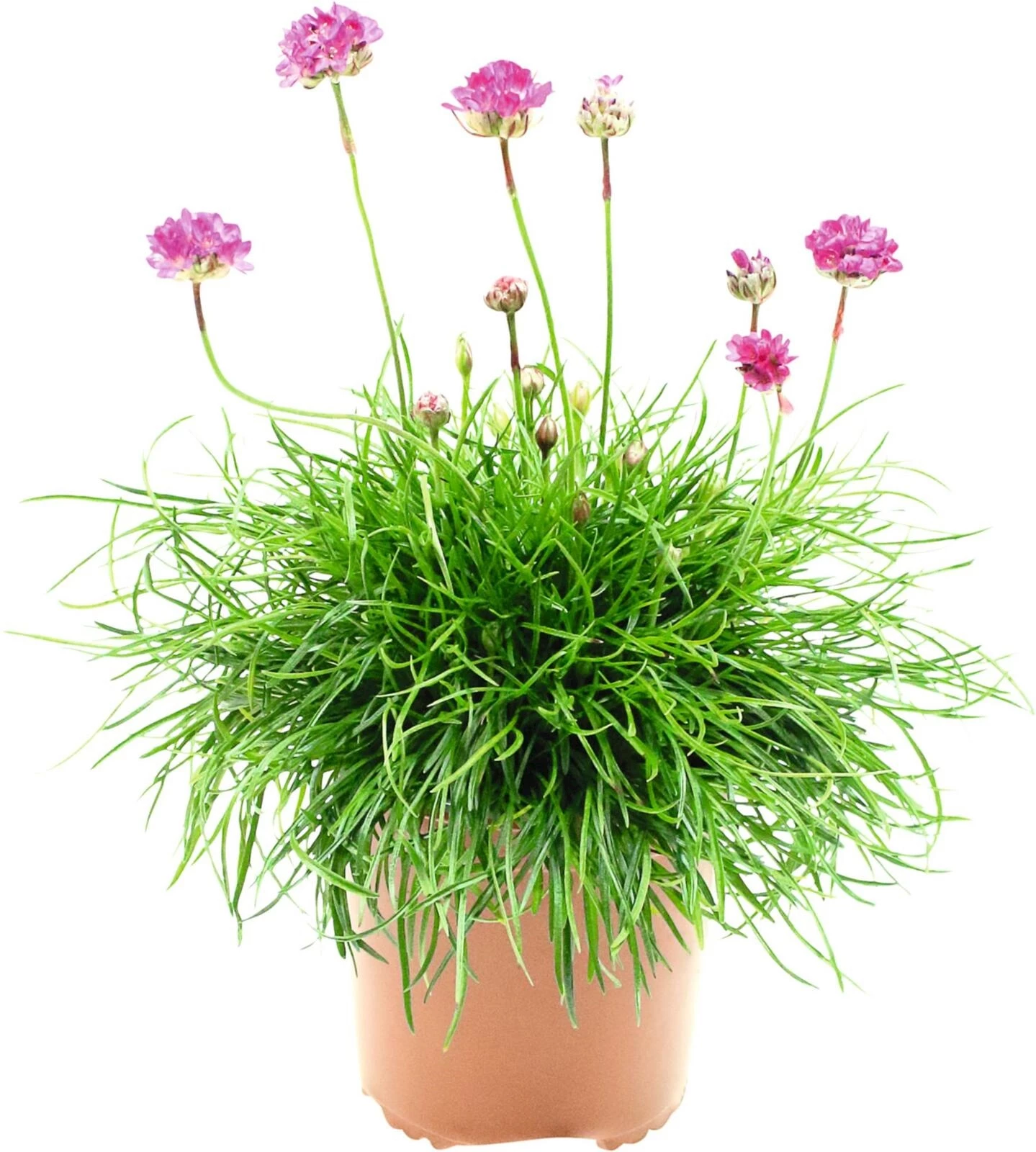Armeria P1 l