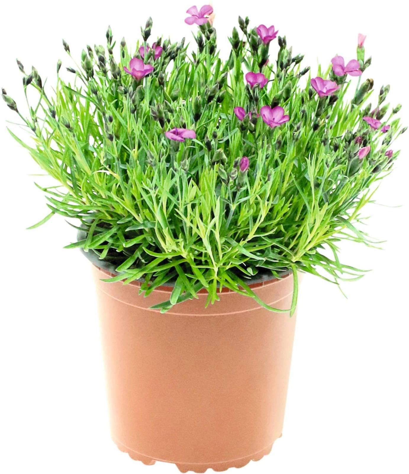 Dianthus deltoidea P1 l