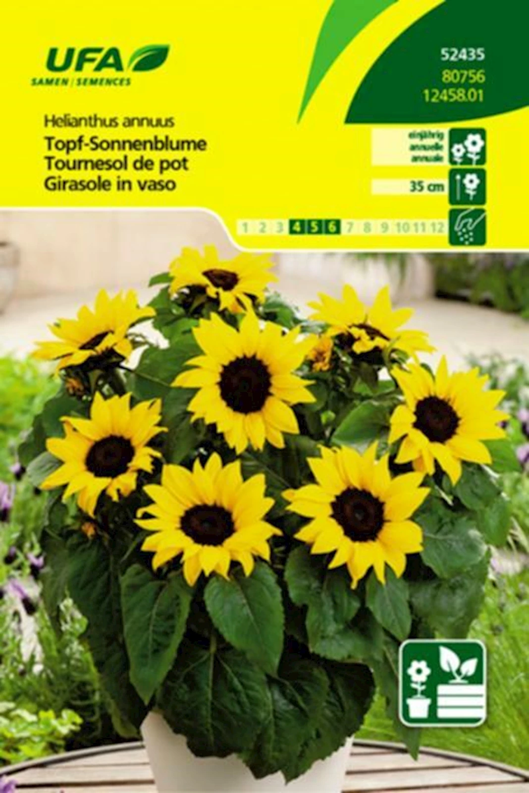 Topf-Sonnenblume UFA