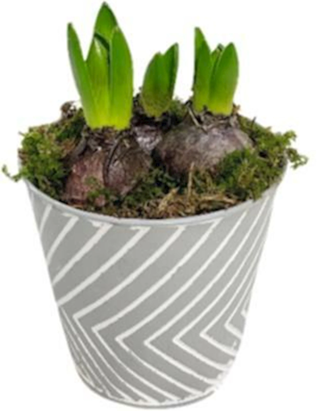 Frühlingzwiebeln i.Zinktopf  P12 cm