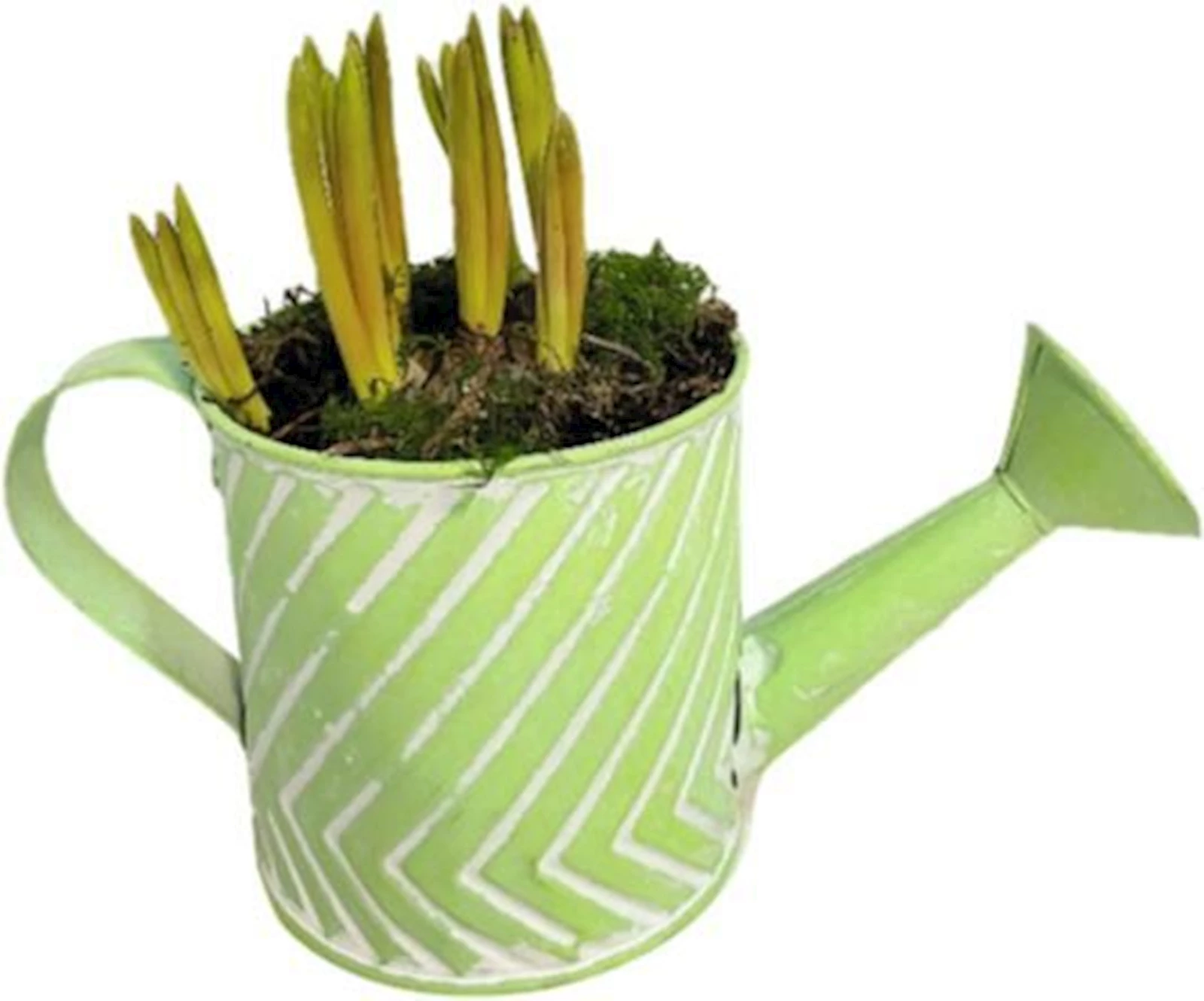 Bulbes printemps en arr. zinc P22 cm