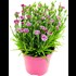 Dianthus pink Kisses P12 cm