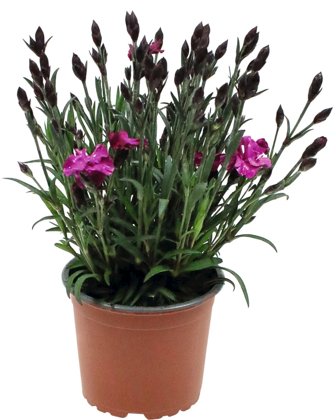 Dianthus Scully  P12 cm