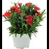 Dianthus Oscar red P12 cm