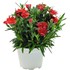 Dianthus Oscar red P12 cm