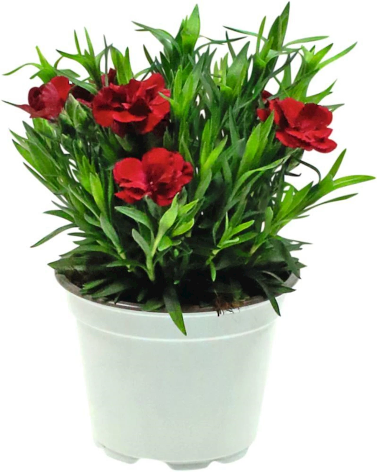 Dianthus Oscar purple P12 cm