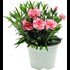 Dianthus Oscar pink P12 cm