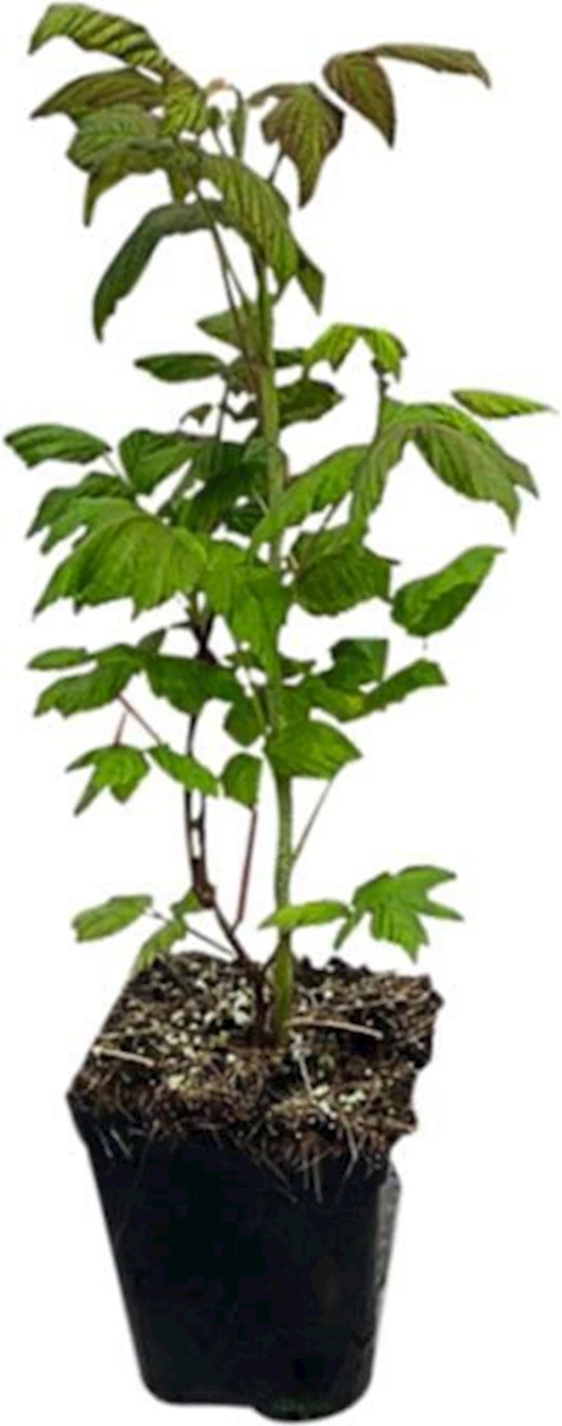 Himbeeren Autumn Sun P5 l