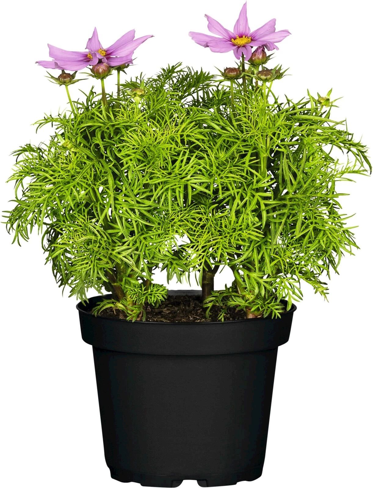 Cosmea P19 cm