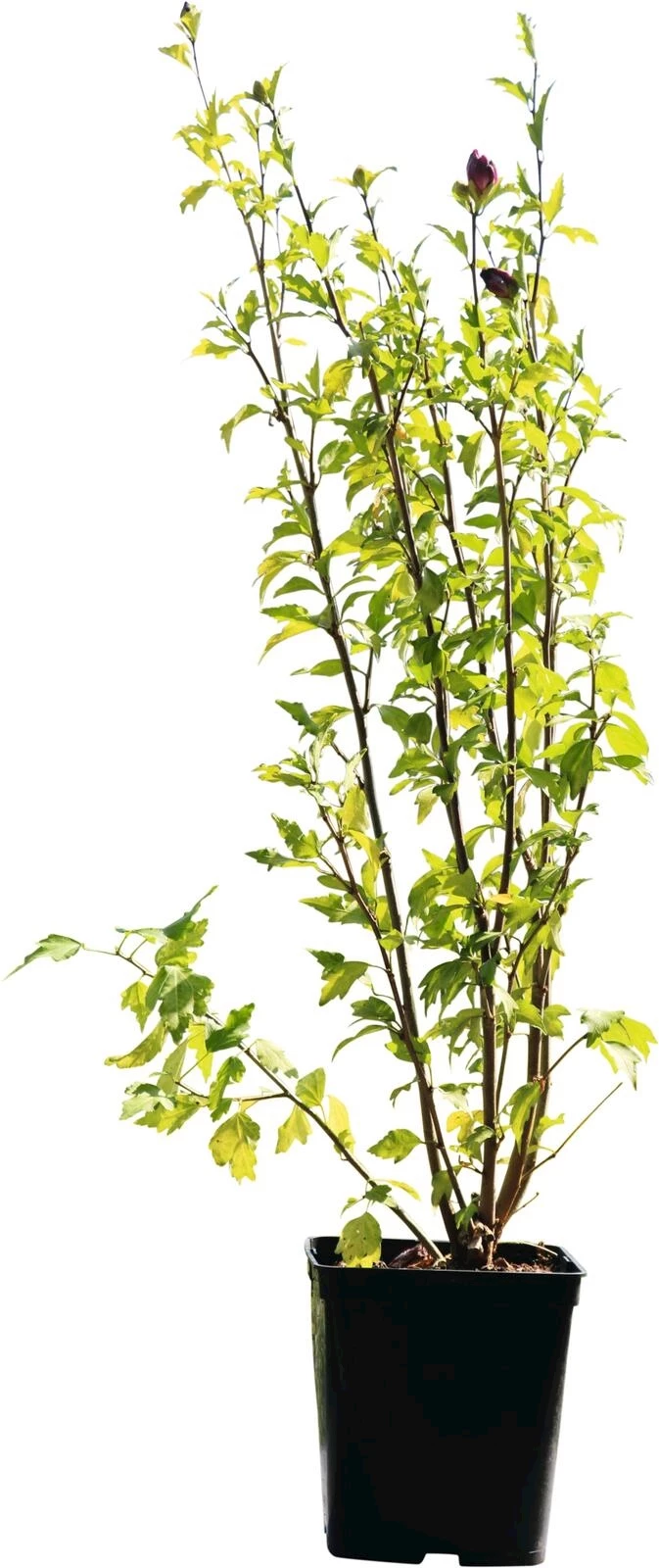 Hibiscus violette/bleu P23 cm