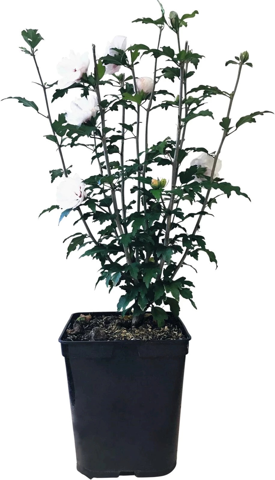 Hibiscus blanc-rouge P23 cm