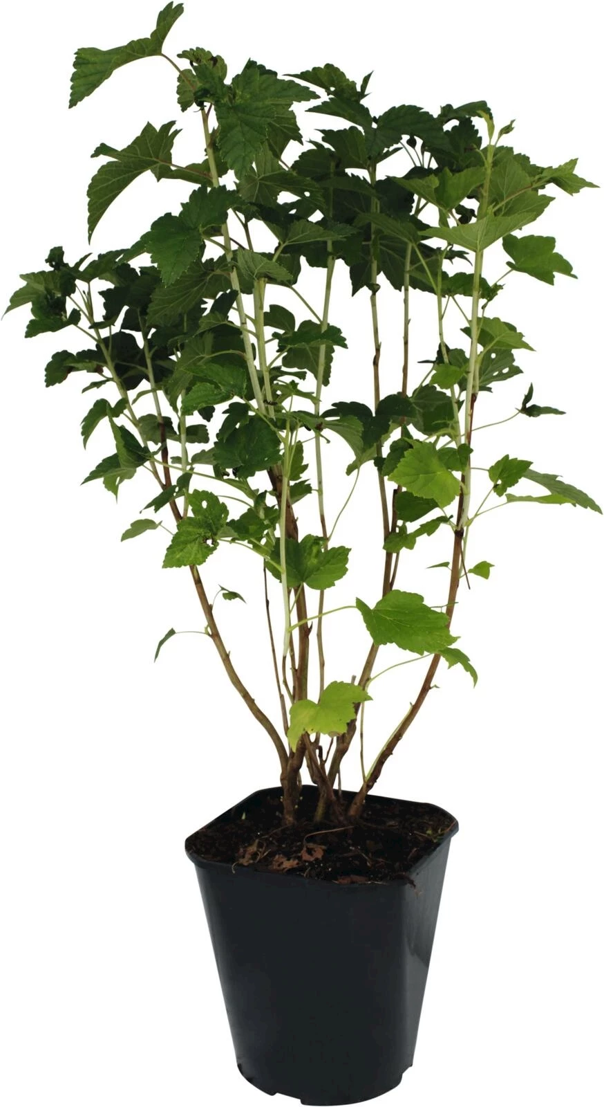 Groseilles Neva noir P5 l