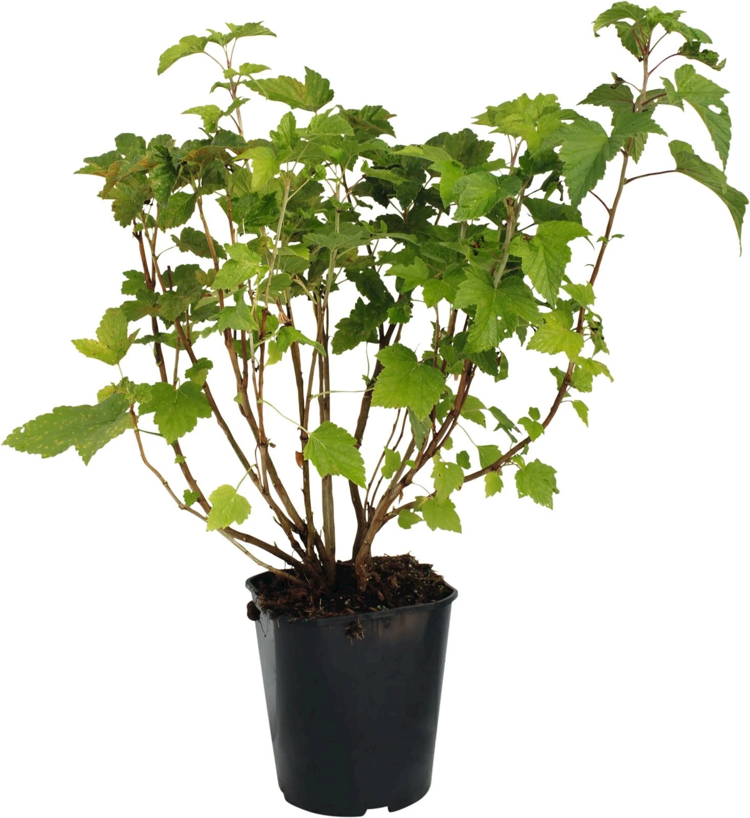 Groseilles Versailler blanc P5 l