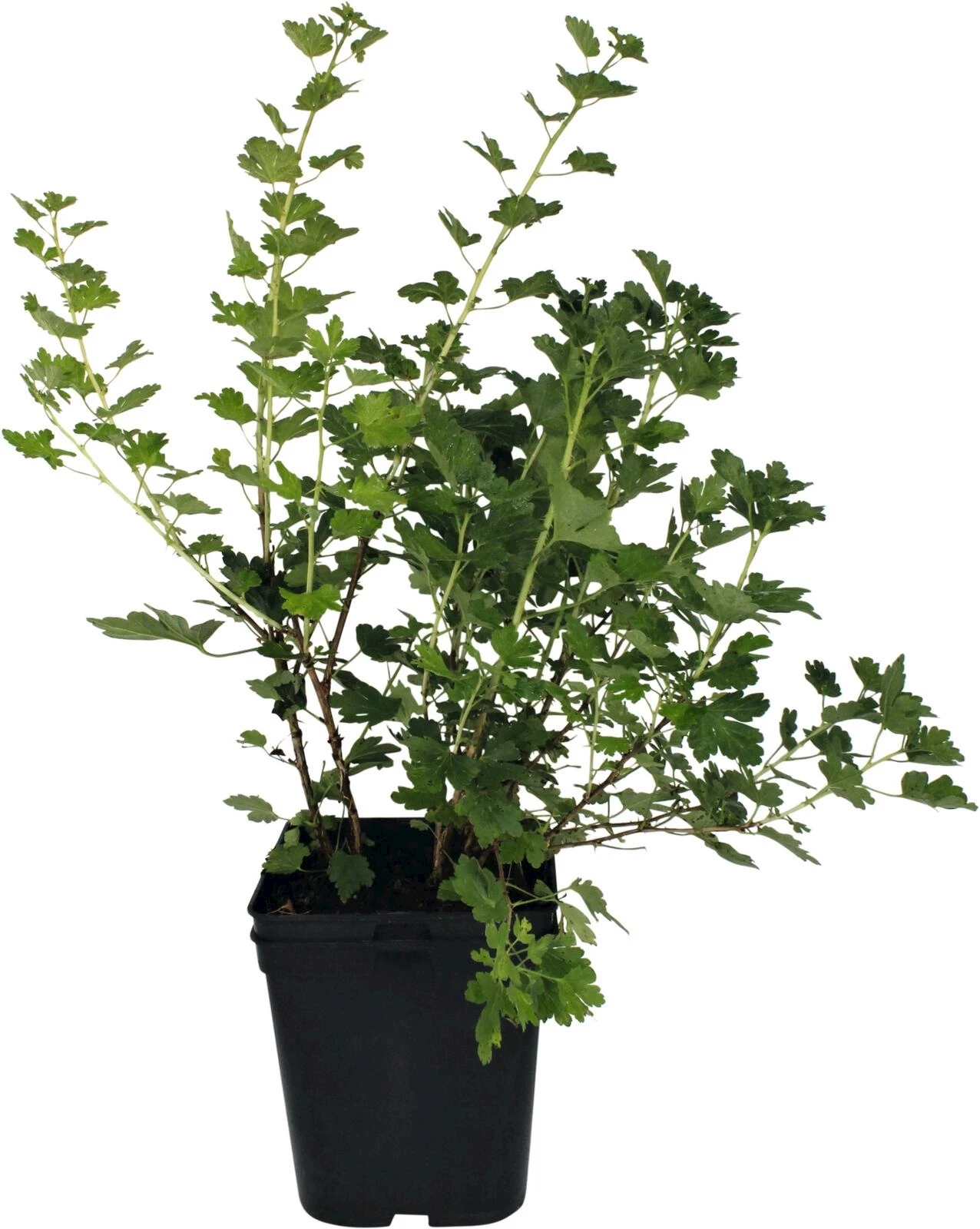 Stachelbeeren Mucurines grün P5 l