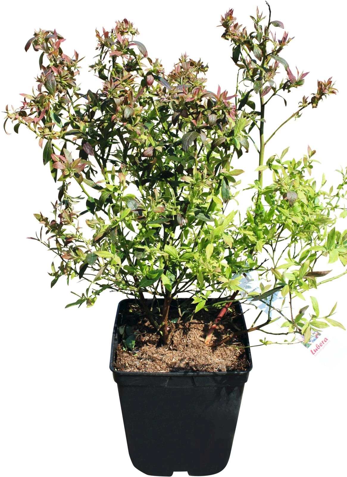 Heidelbeeren Elliot spät P5 l