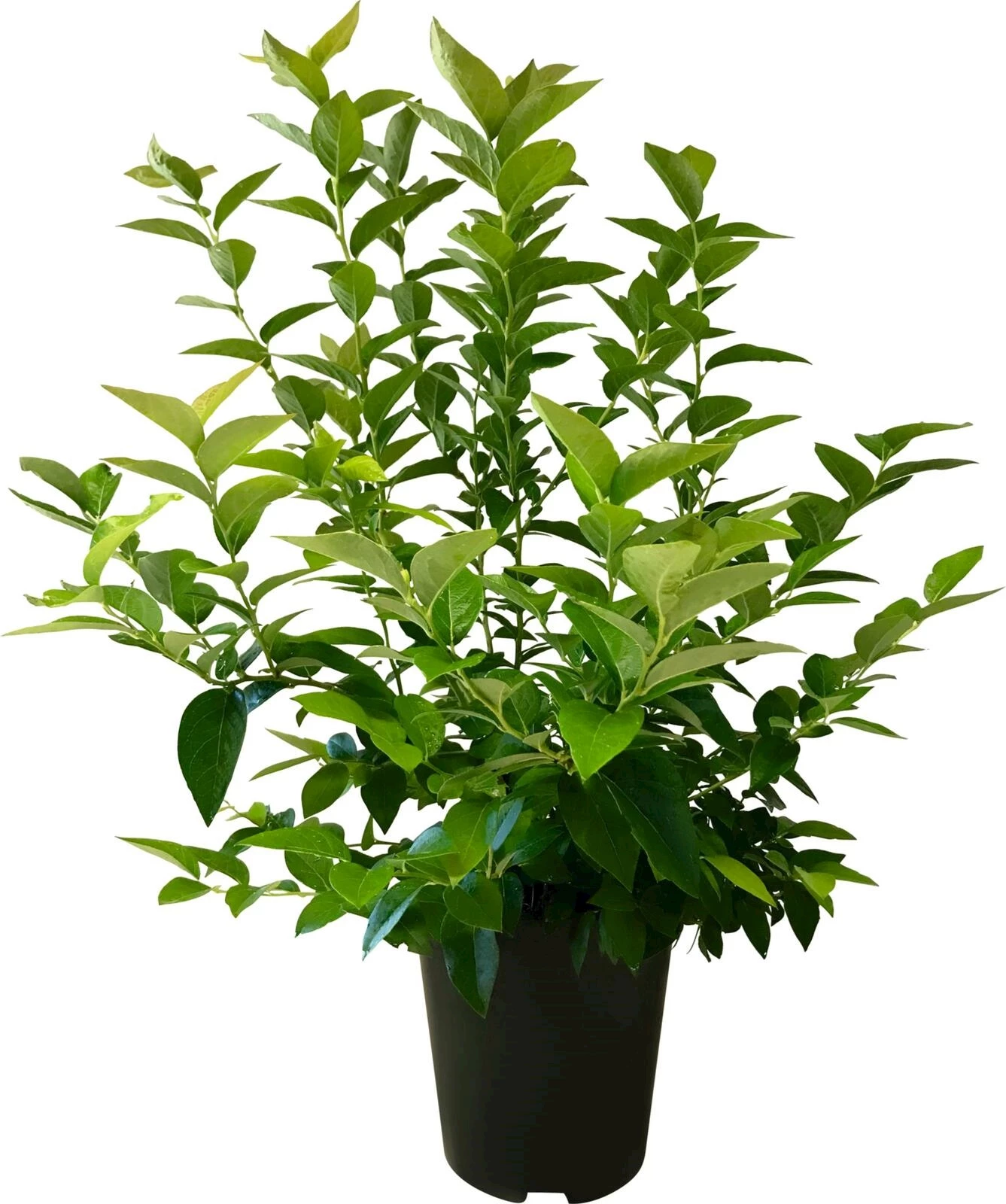 Heidelbeeren Early blue P5 l