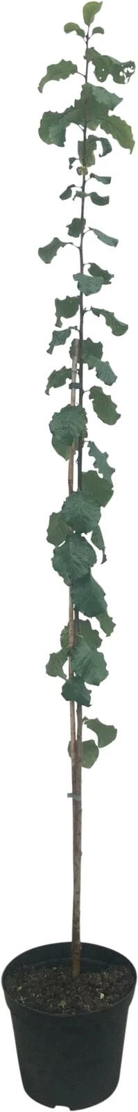 Säulenpflaume Skyscraper P10l