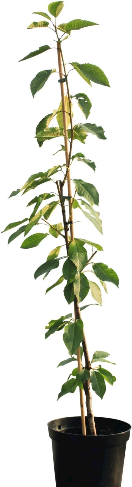 Säulenkirsche Garden Big P10l