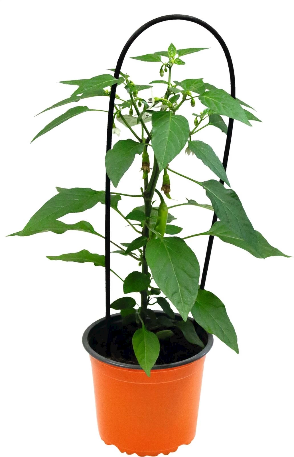 Peperoncini pick me mit Stütze P13 cm